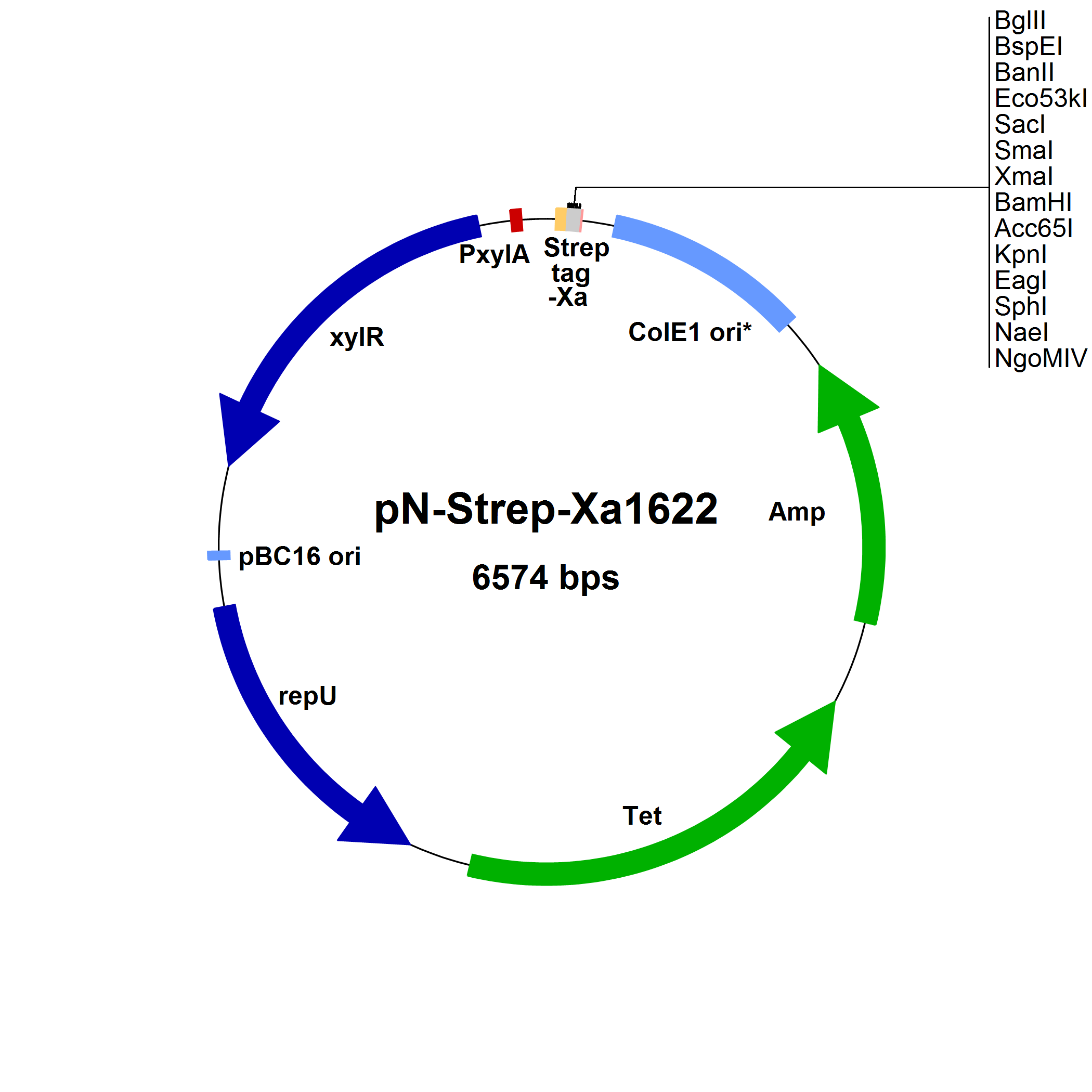 Bacillus Megaterium Shuttle Vectors