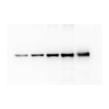 Agrisera-protein-standards