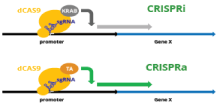 CRISPRa_and_CRISPRi_Lentiviral_sgRNA_Libraries
