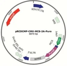 cDNA_vector_map-Cellecta_200x