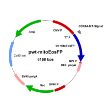 eosfp-irisfp-vectors1