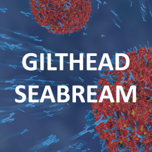 gilthead-seabream-square