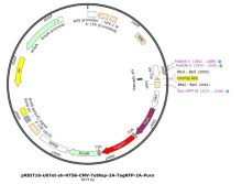 shRNA-Vectors-and-Constructs7
