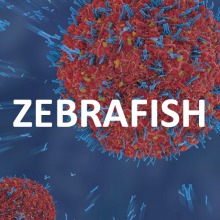 zebrafish-square