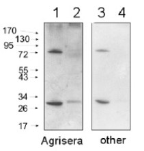 AS09_602-trial