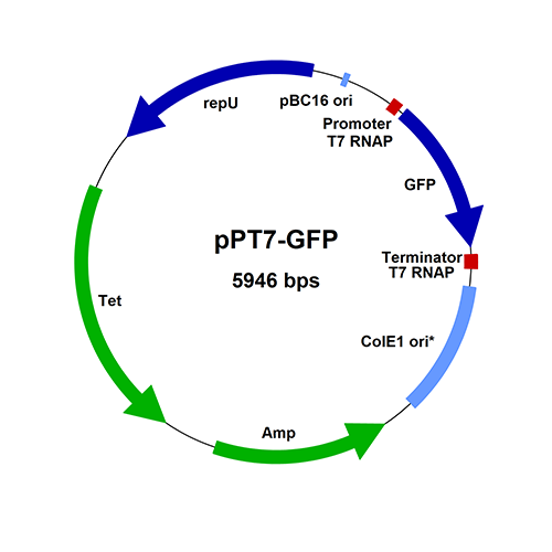 BMEGT710C-pPT7-GFP-vector-map