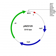 ELV01400-pNZ2125-vector-map