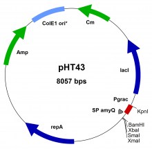 PBS002-pHT43-vector-map3
