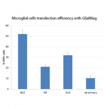 glialmag-efficiency3
