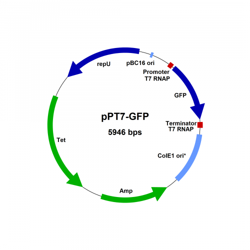 pPT7-GFP-vector-map