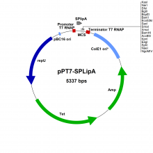 pPT7-SPLipA-vector-map