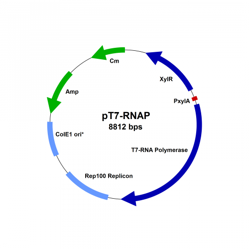 pT7-RNAP-vector-map