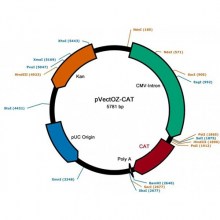 pVectOZ-CAT-plasmid