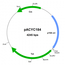 pacyc184-vector-map