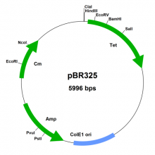 pbr325-vector-map