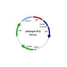 phcenpa-15-g-vector-map