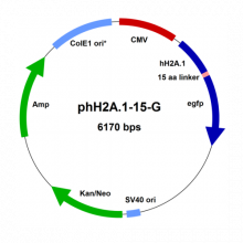 phh2a.1-15-g-vector-map