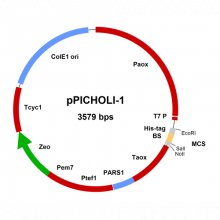 ppich---ppicholi-1-vector-map